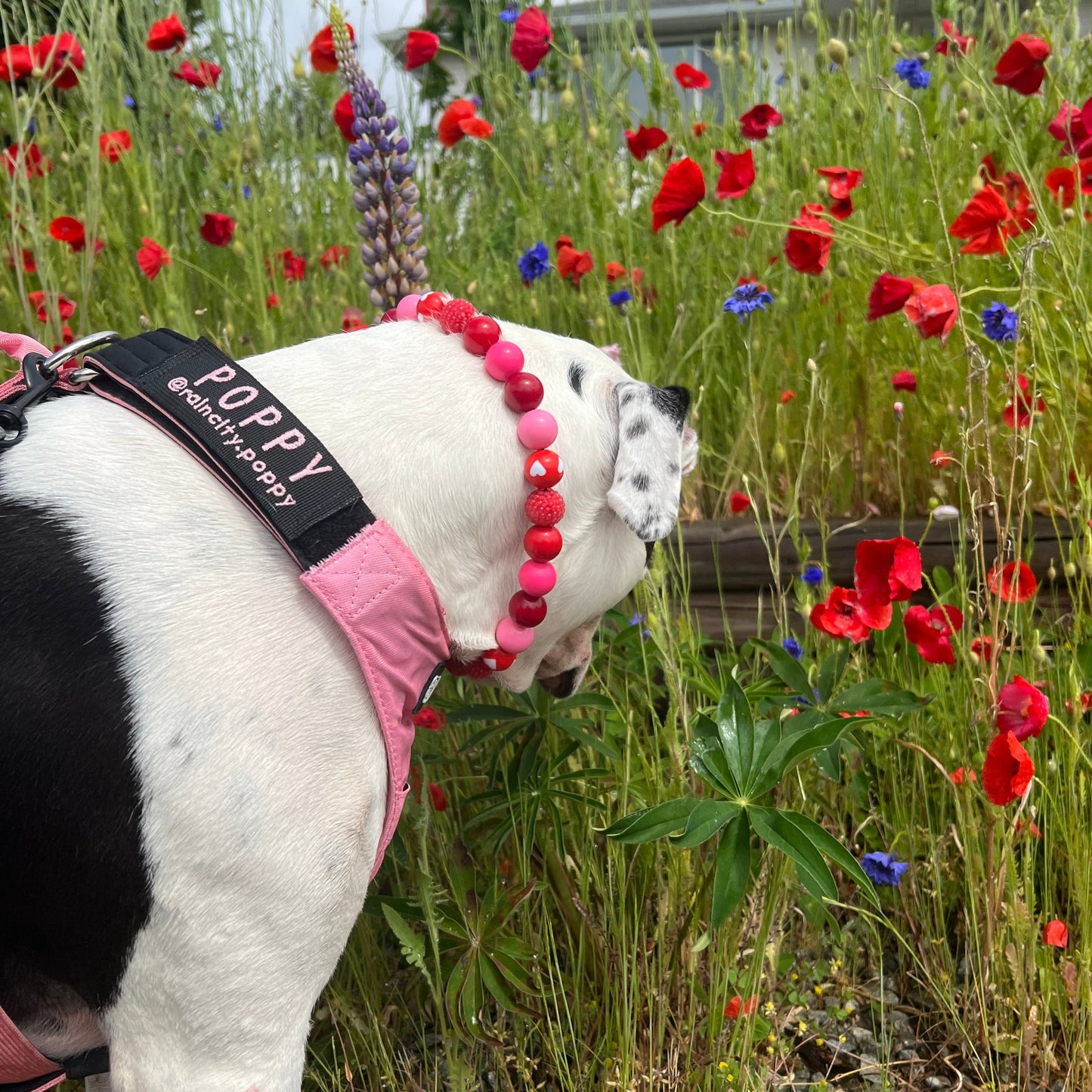 The Cupid - Handmade Slip on Beaded Pet Collar made with acrylic light pink and bright pink, red and red heart beads - customizable - Durable - adorable - Valentines Collection Dog Collar