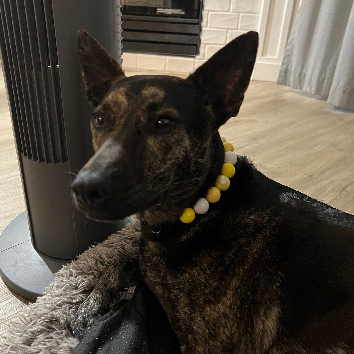 Custom Collar - DAISY