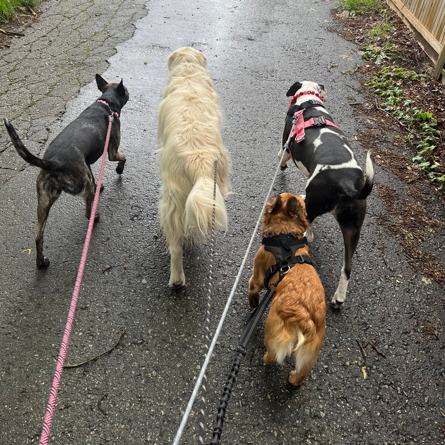 Group of dogs walking - one is wearing The Cupid - Handmade Slip on Beaded Pet Collar made with acrylic light pink and bright pink, red and red heart beads - customizable - Durable - adorable - Valentines Collection Dog Collar