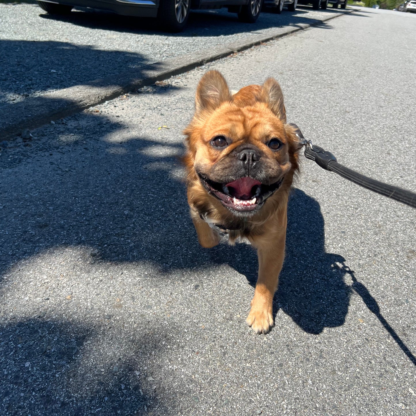 Dog on a leash standing on a road with cars in the background