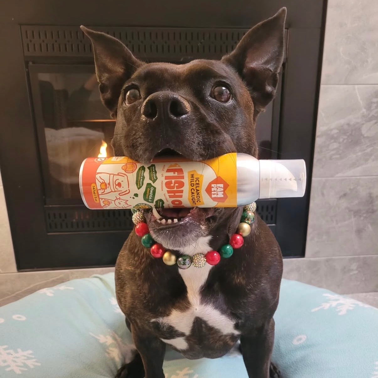 Dog holding a treat container with a fireplace in the background