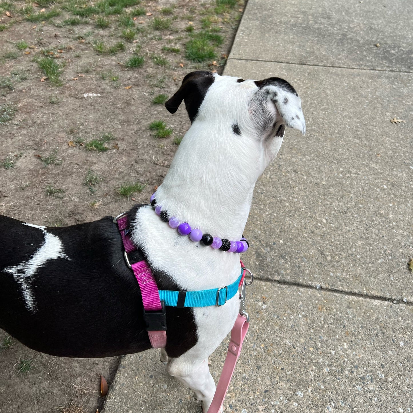 EBONY AND LAVENDER