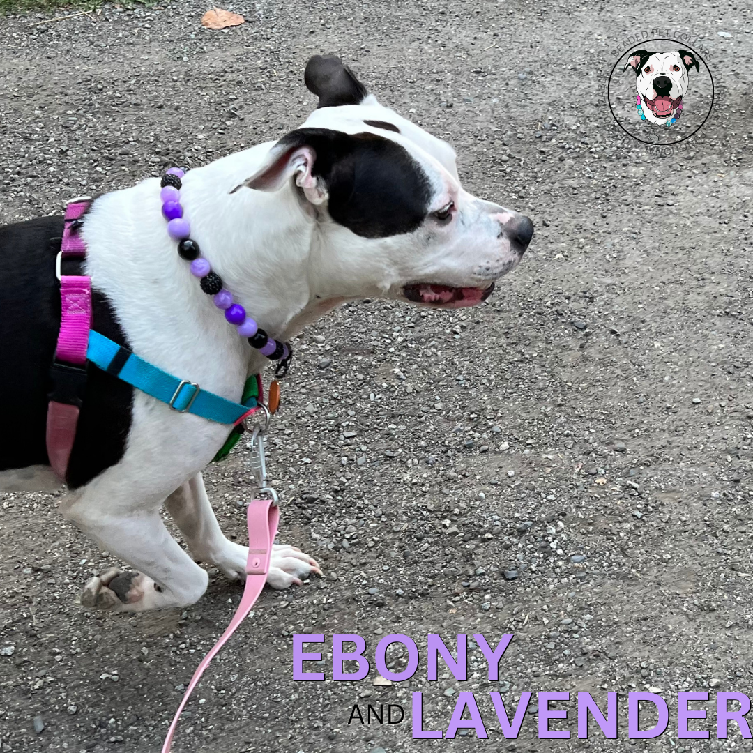 Black and White Pitbull Mix wearing a purple and black beaded pet collar