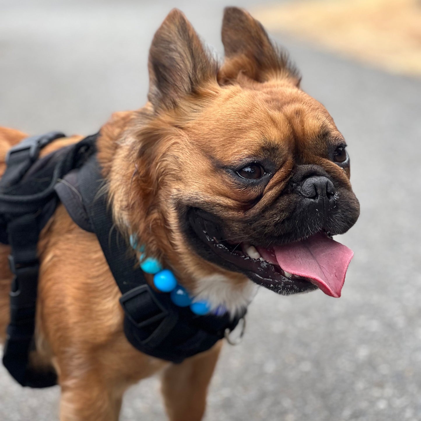 Custom Collar - ELECTRIC SLIDE - 16.5"