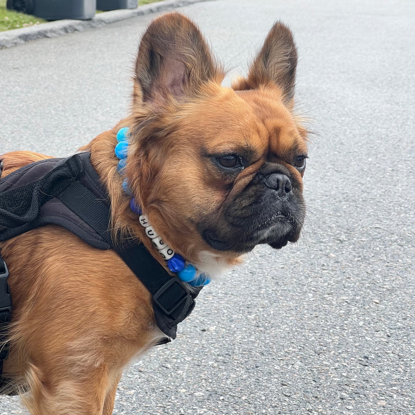 Small dog with a harness and blue collar on a road