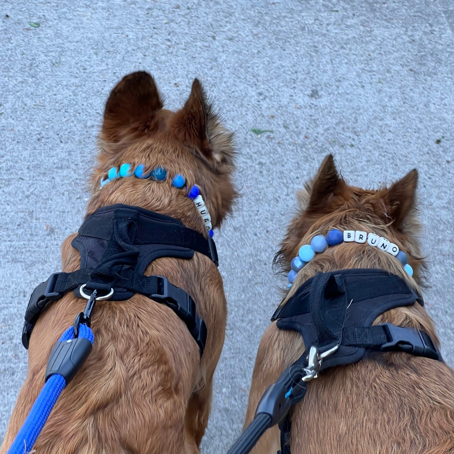 Custom Collar - ELECTRIC SLIDE - 16.5"