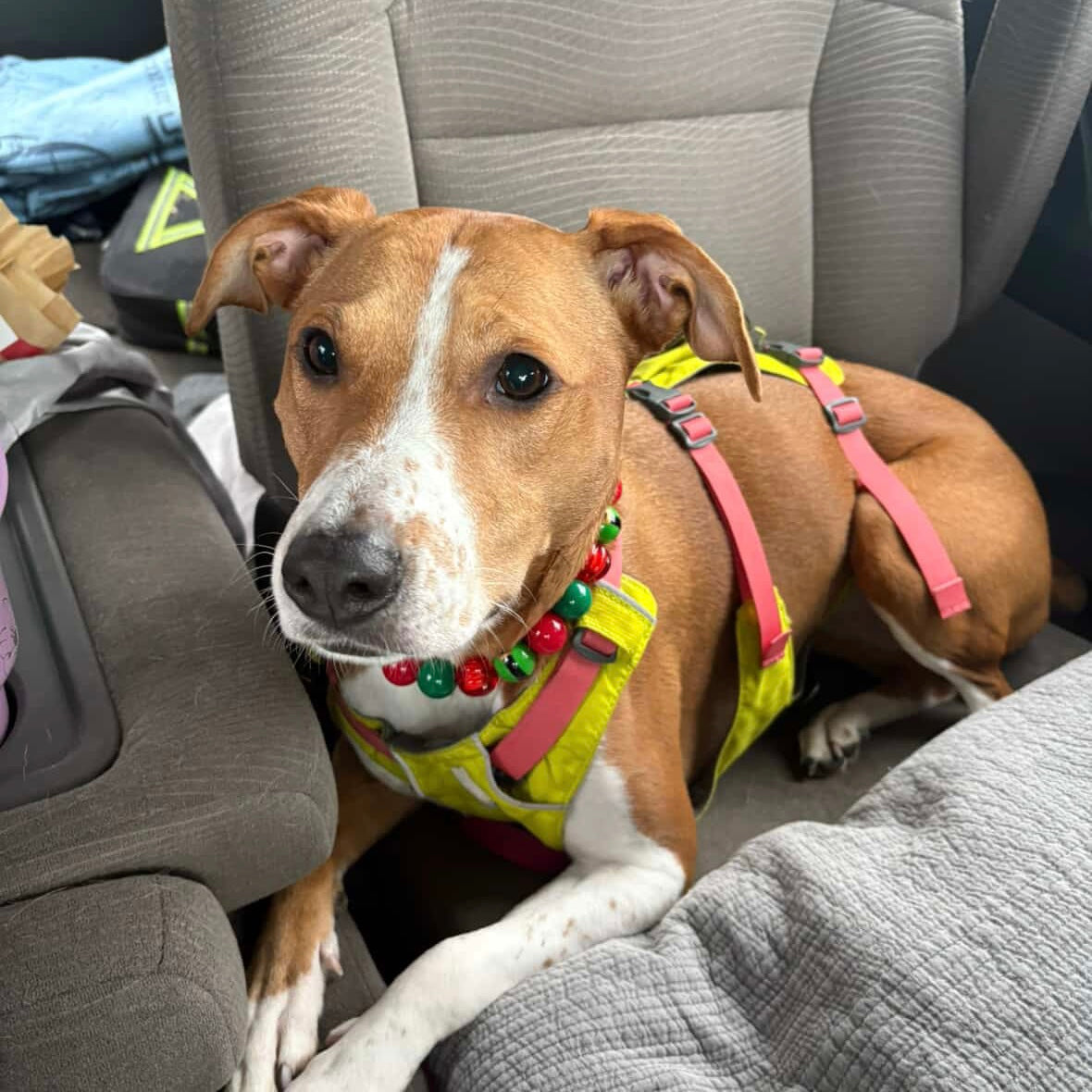 Dog wearing a colorful harness sitting in a car seat.