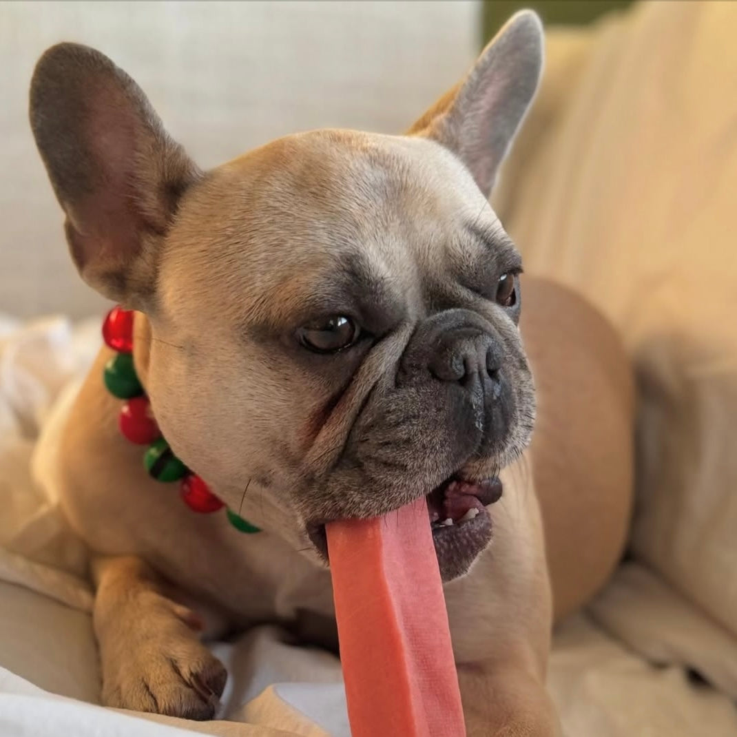 Dog with a long tongue sticking out, wearing a festive collar, on a soft surface.