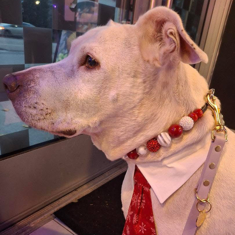 Dog wearing a red tie and collar with a reflective surface in the background