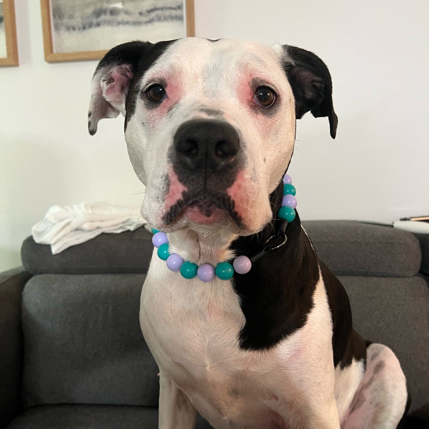 Dog wearing a colorful beaded collar sitting on a couch in a living room.