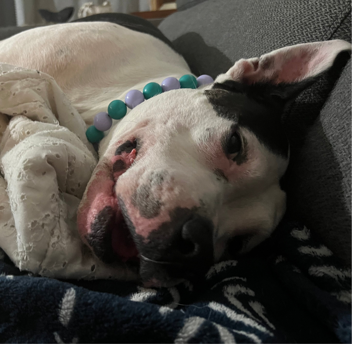 Dog lying on a couch with a colorful bead collar