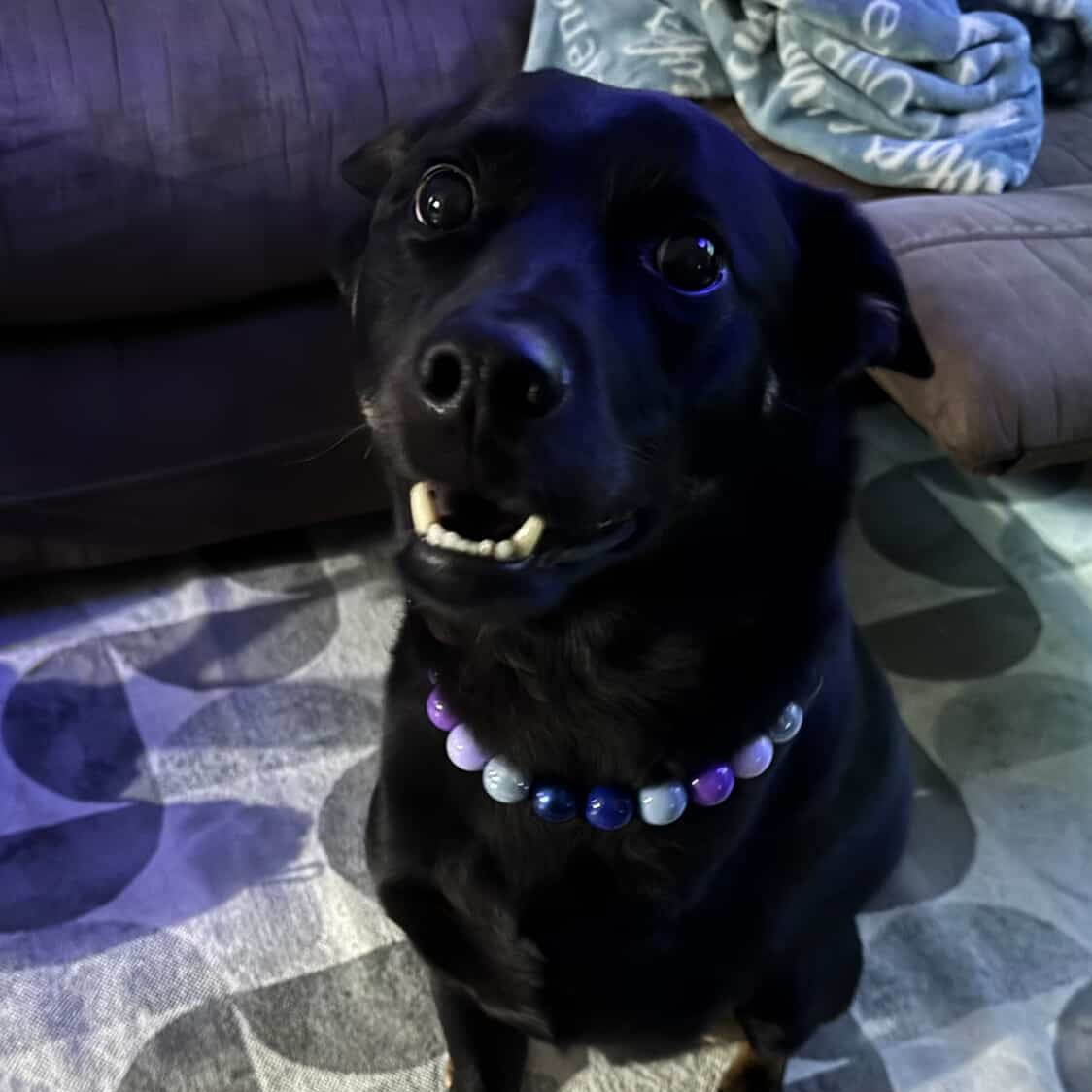 Black dog wearing a colorful collar sitting on a patterned rug.