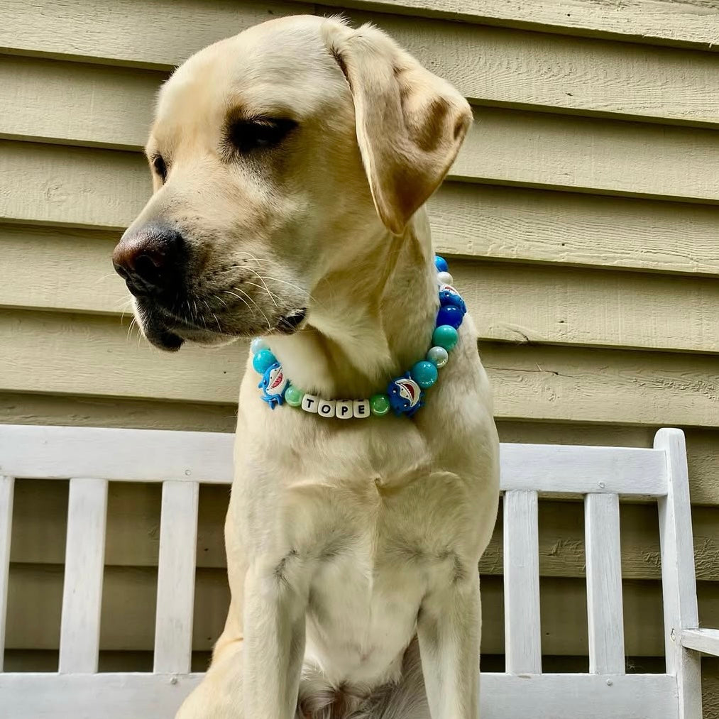 Custom Collar - FINN - 19.5"