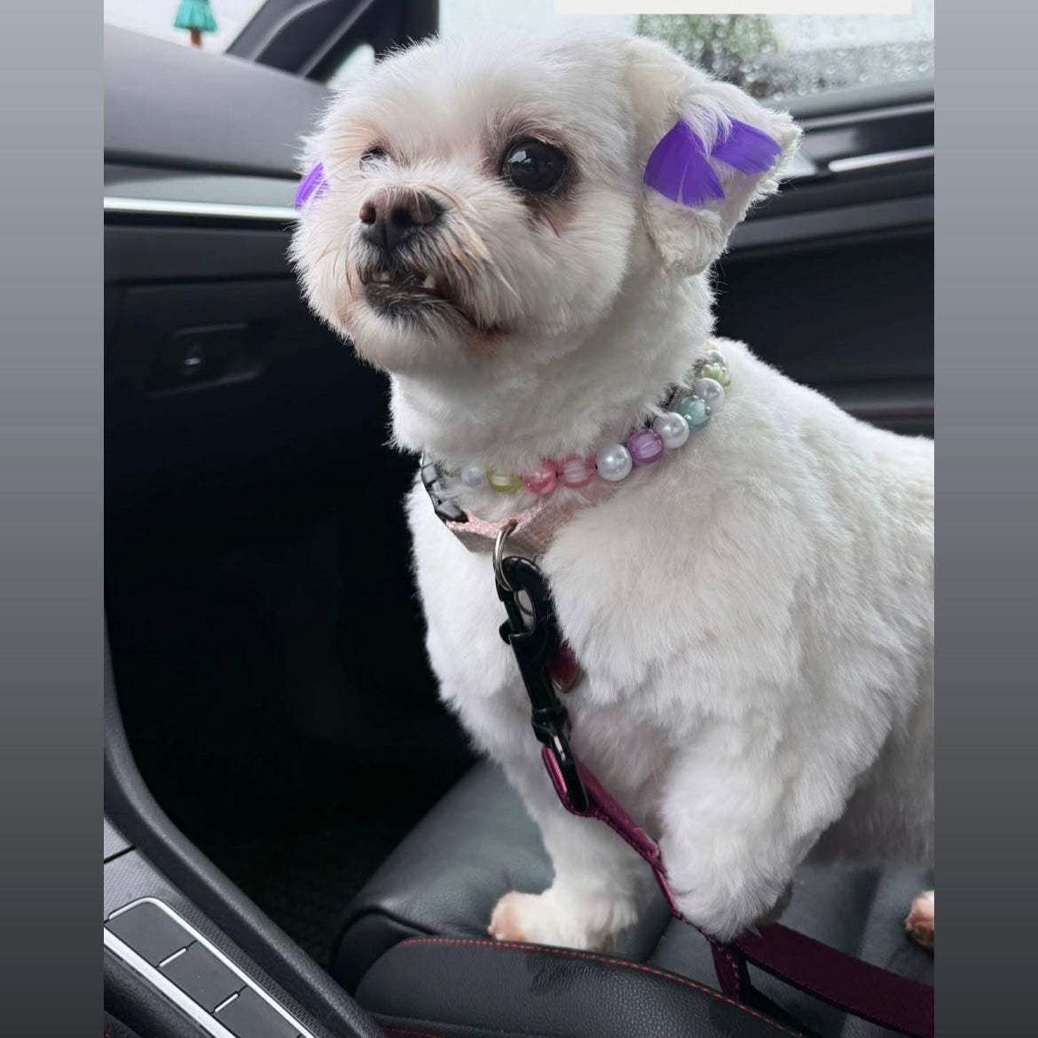 Small white dog with a colorful collar sitting in a car.