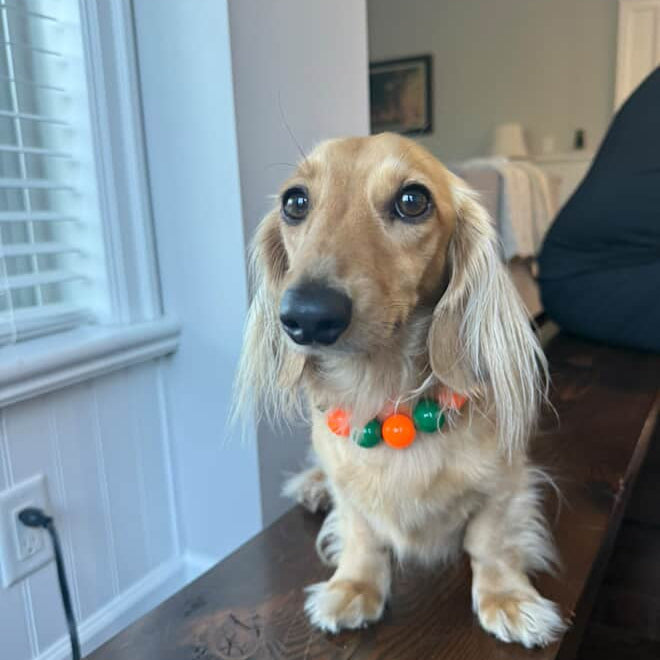Dog with a colorful collar sitting on a wooden floor indoors