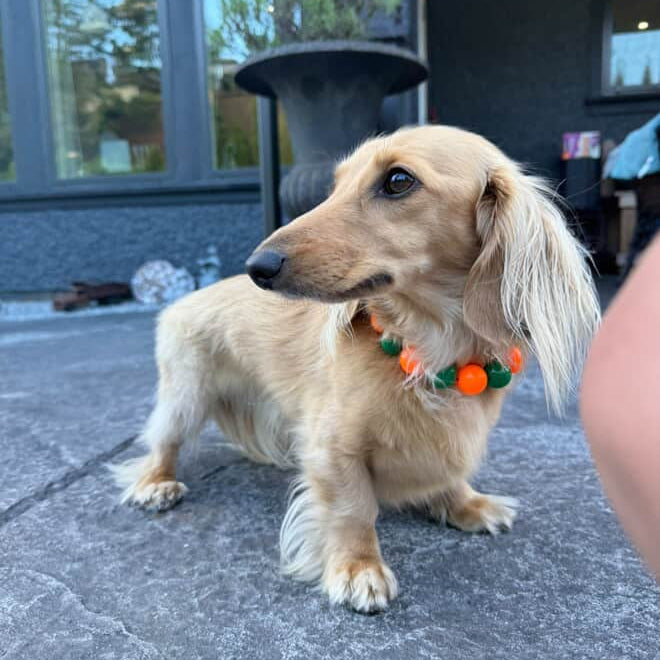 Dog wearing a colorful collar standing on a concrete surface with a blurred background