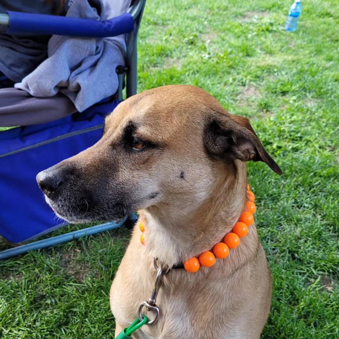 Cute dog wearing a slip on acrylic beaded pet collar made with neon orange beads, aircraft grade stainless steel and a gun metal black o ring