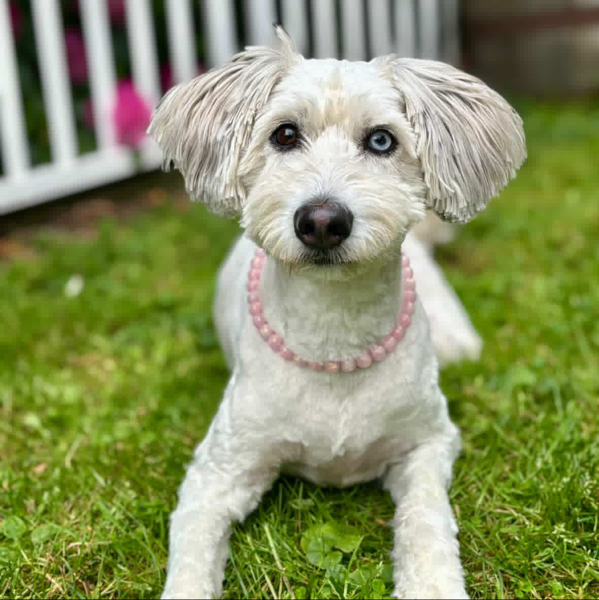 Mini GISELLE