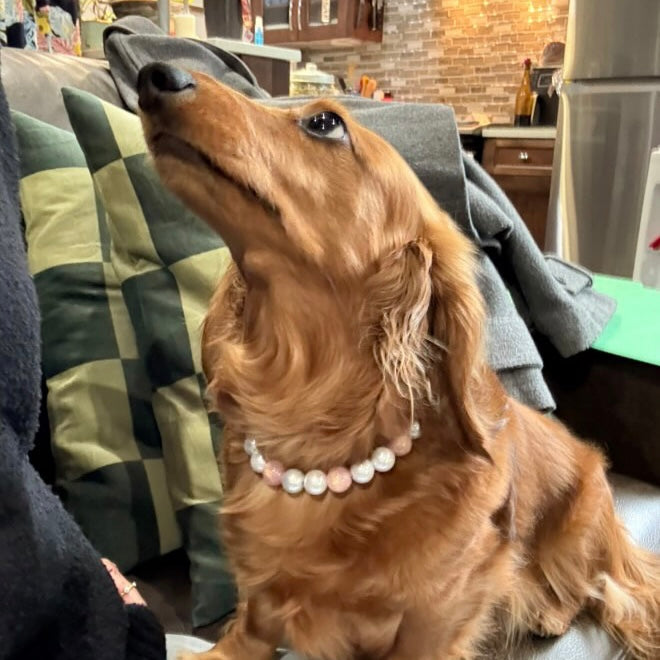 Dog wearing a pearl necklace sitting on a couch in a kitchen.