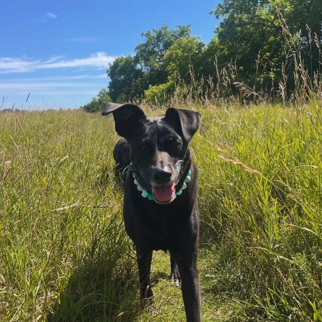 Black dog standing in a grassy field with trees in the background