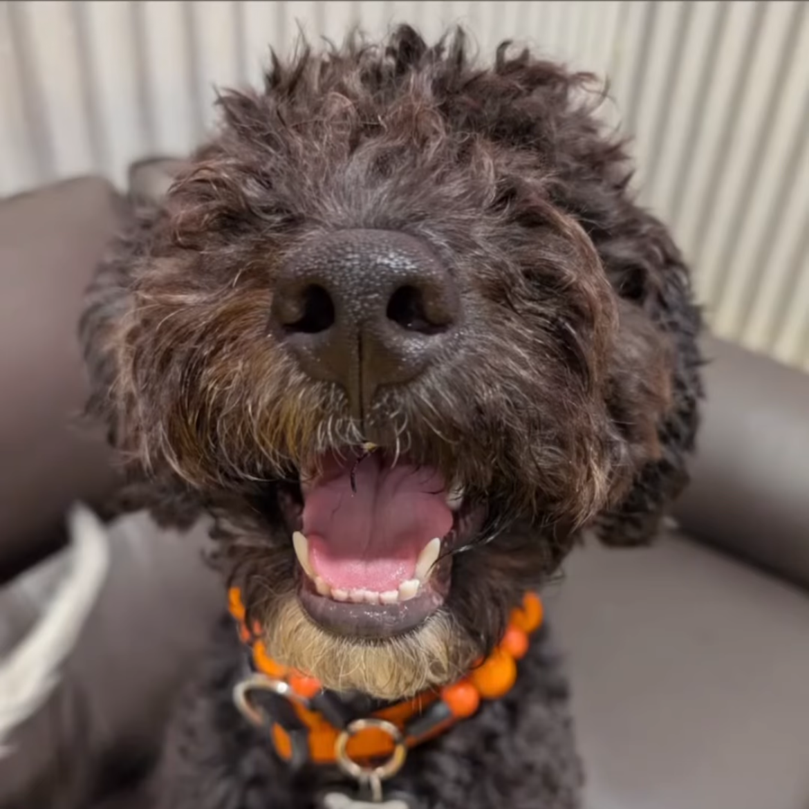 Dog with a happy expression wearing an orange collar on a couch