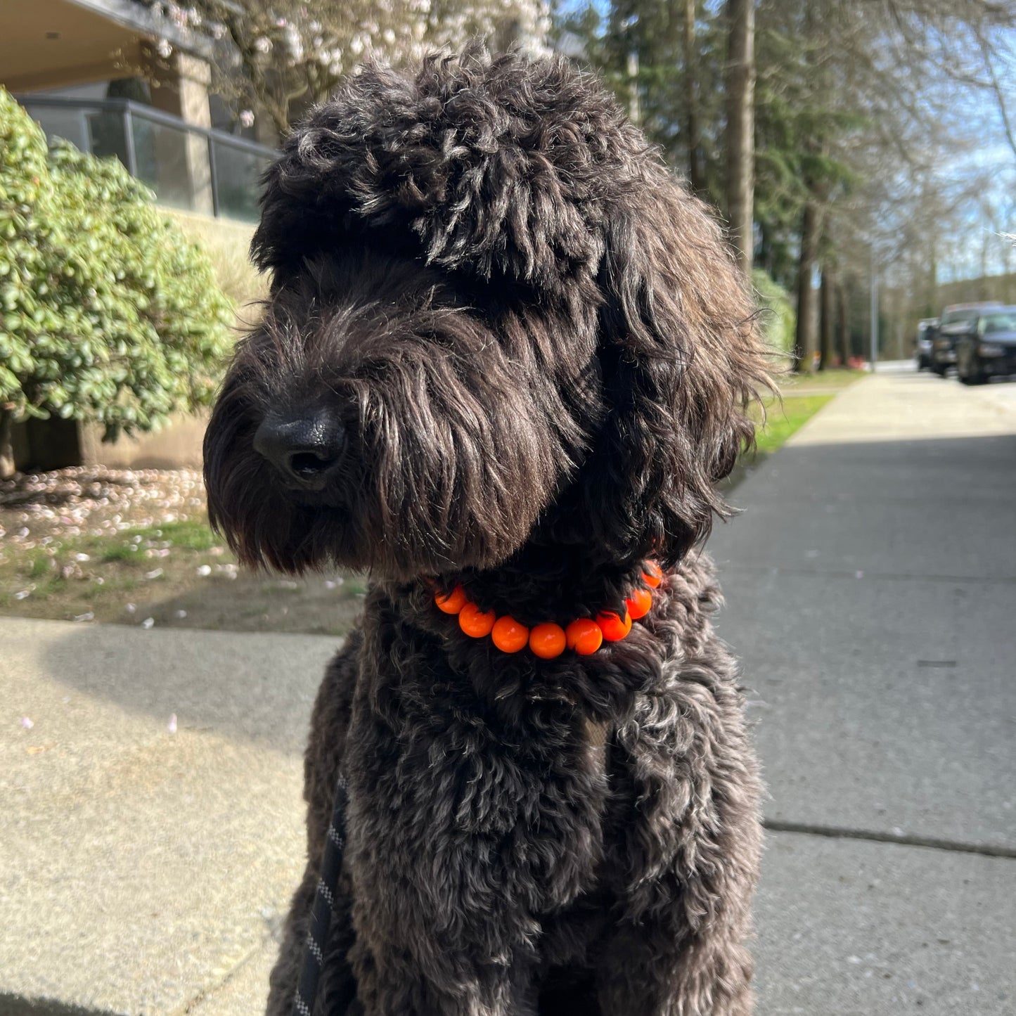 Doodle dog wearing a slip on acrylic beaded pet collar made with neon orange beads, aircraft grade stainless steel and a gun metal black o ring