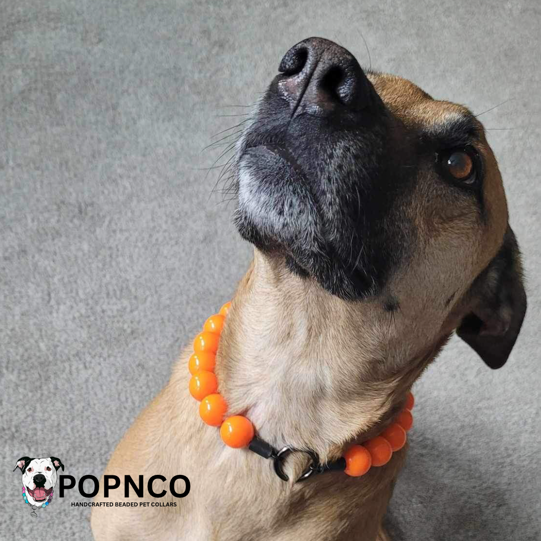 Cute dog wearing a slip on acrylic beaded pet collar made with neon orange beads, aircraft grade stainless steel and a gun metal black o ring
