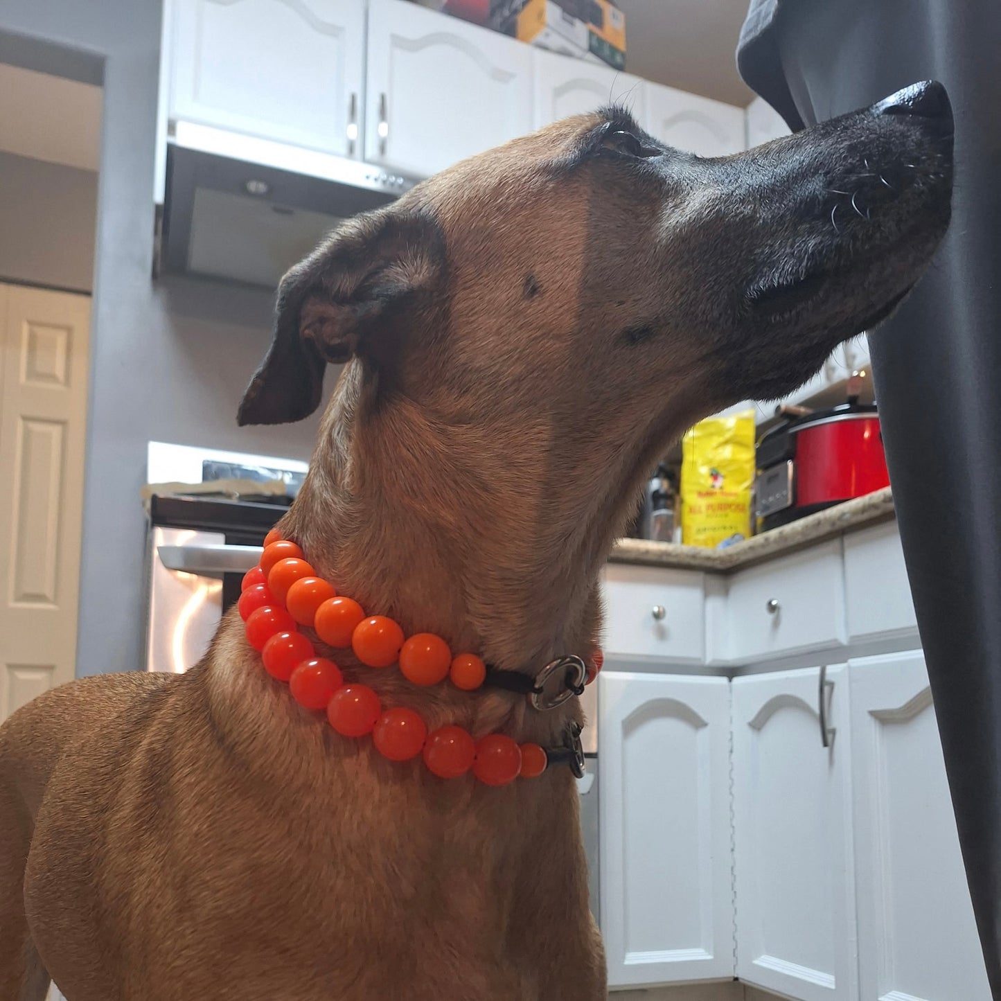 Dog wearing an orange beaded collar in a kitchen