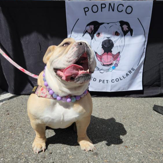 Dog wearing a purple collar with a 'POPNCO' banner in the background