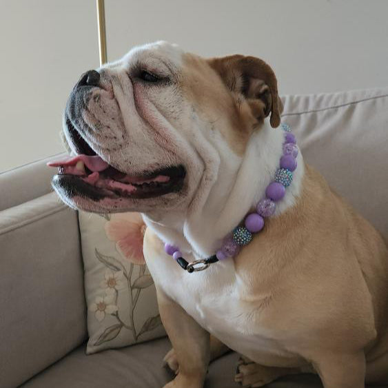 Dog wearing a purple beaded collar sitting on a couch.