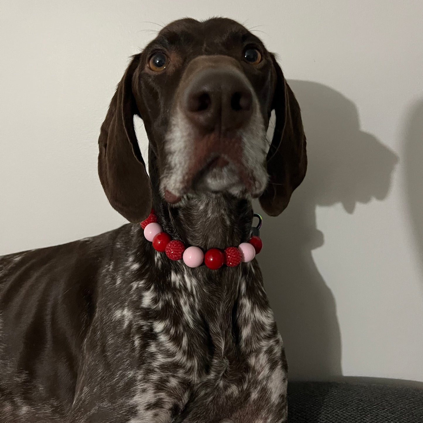German Shorthair Pointer wearing a Valentines Theme Beaded Dog Collar named Kisses. Made with alternating pink and red acrylic beads, aircraft grade stainless steel wire and a o ring