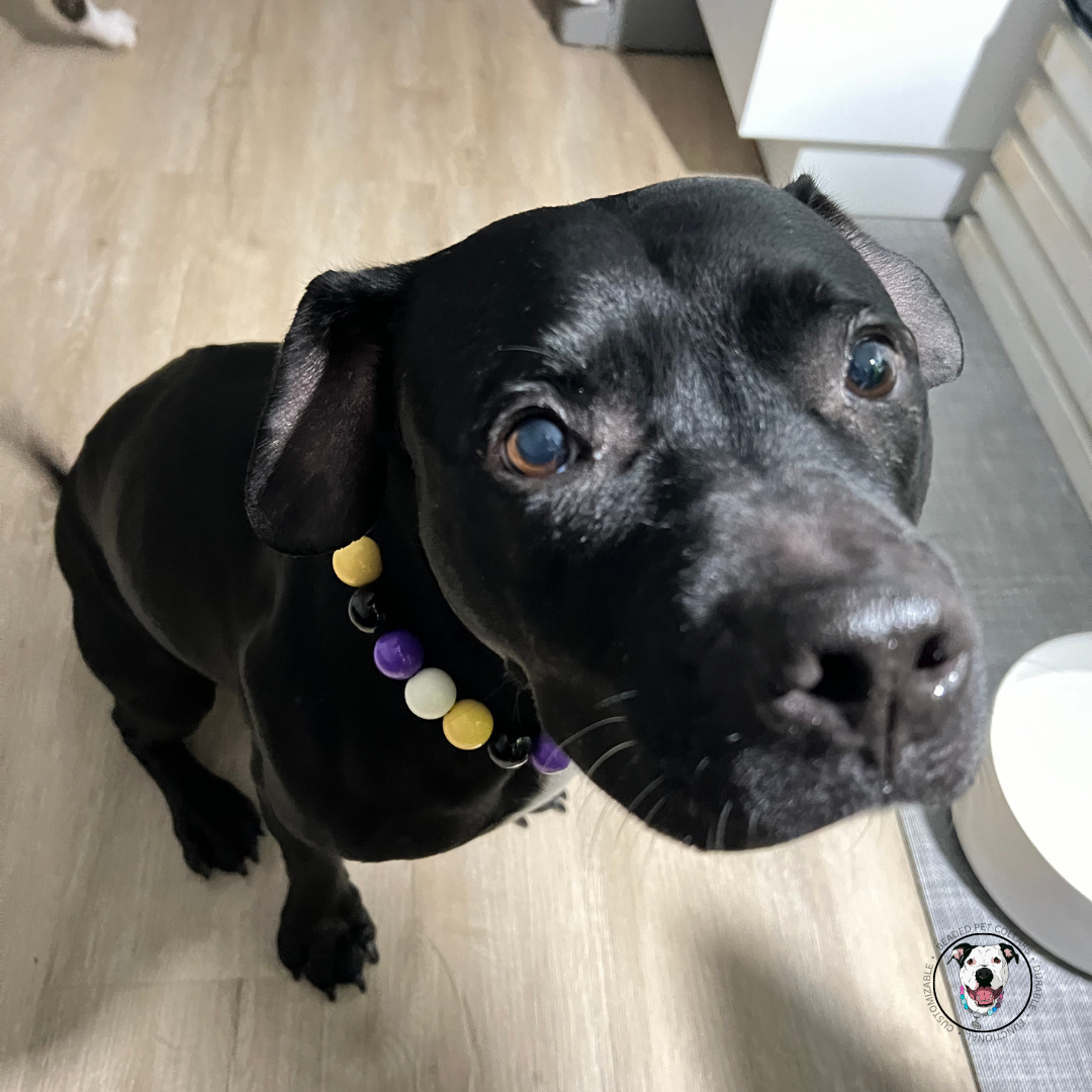 Black pitbull wearing The Kobe Beaded Pet Collar - Made with alternating acrylic beads in the colours yellow, white, black and purple