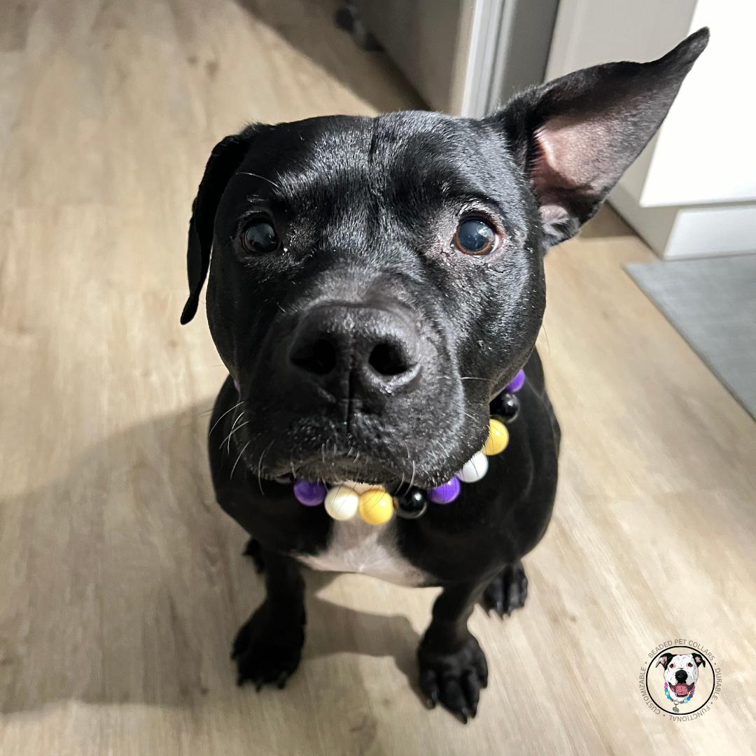 Black Pitbull girl wearing The Kobe Beaded Pet Collar - Made with alternating acrylic beads in the colours yellow, white, black and purple POPNCO