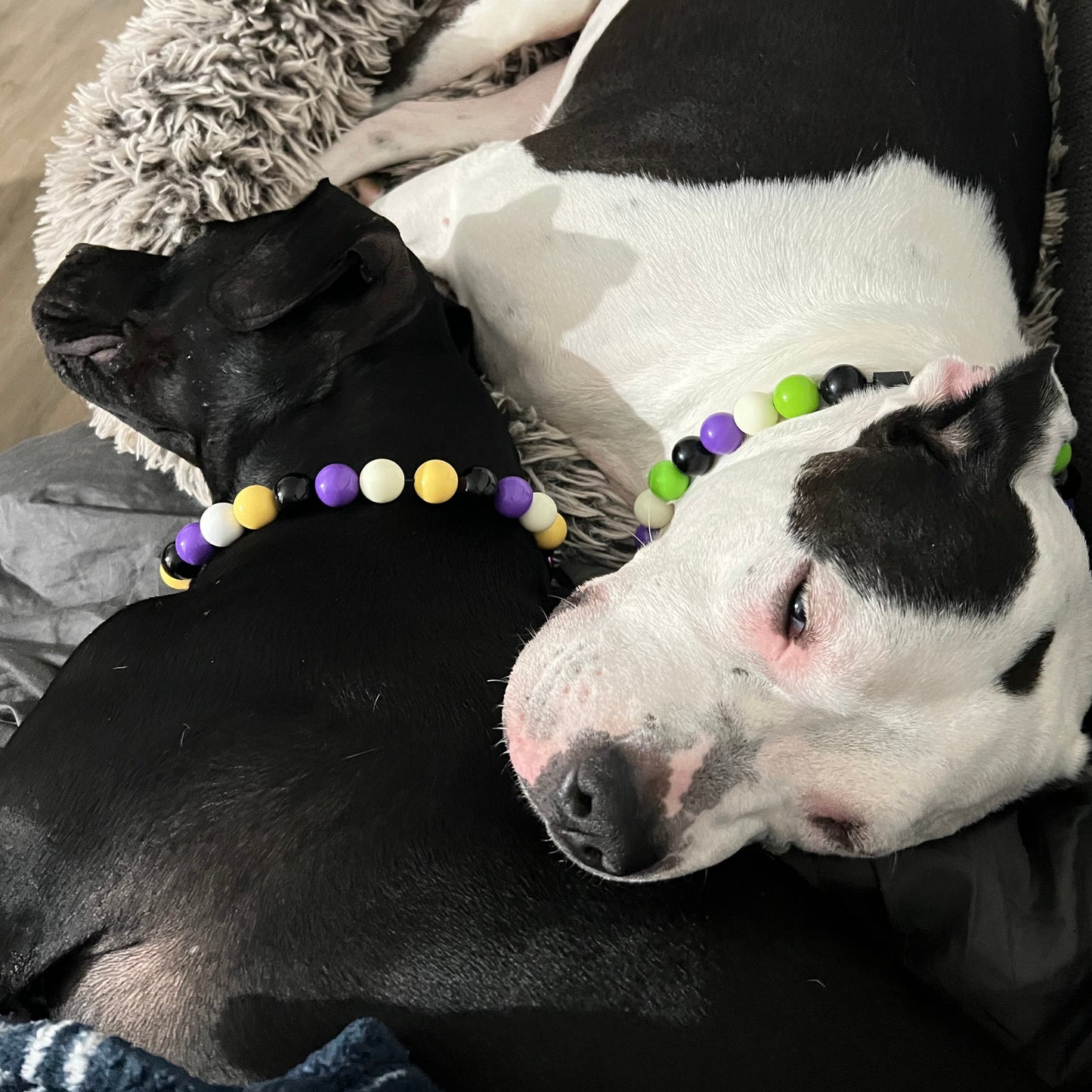 Black Pitbull and Black and White Boxer, Pitbull Mix cuddling wearing the Kobe and the Zombie Slip on Beaded Dog Collars.