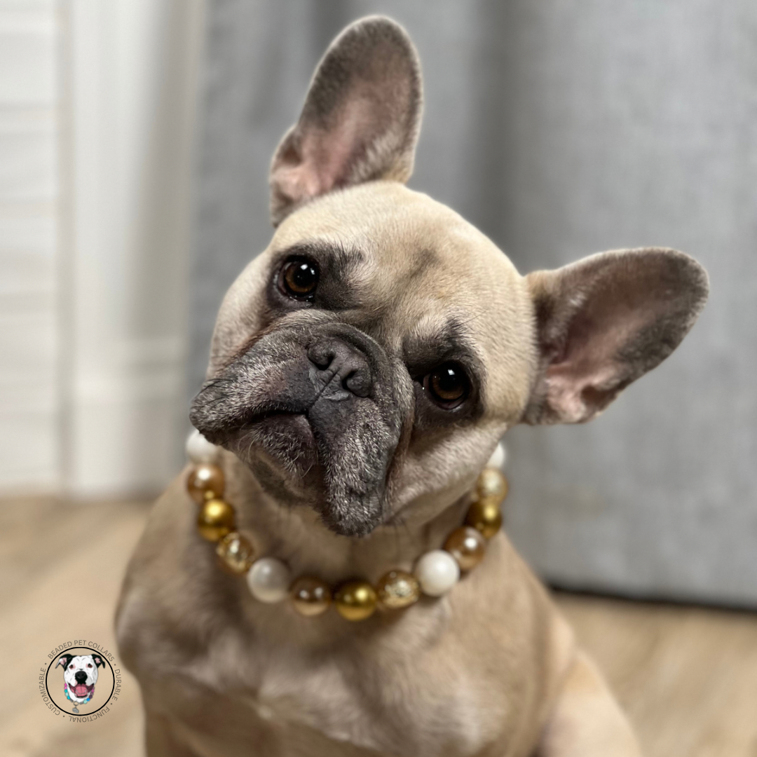 French Bulldog sitting wearing The Layla Beaded Pet Collar - Made with alternating Gold and White acrylic beads fed through aircraft grade stainless steel wire crimped on both ends around a gun metal black o ring.