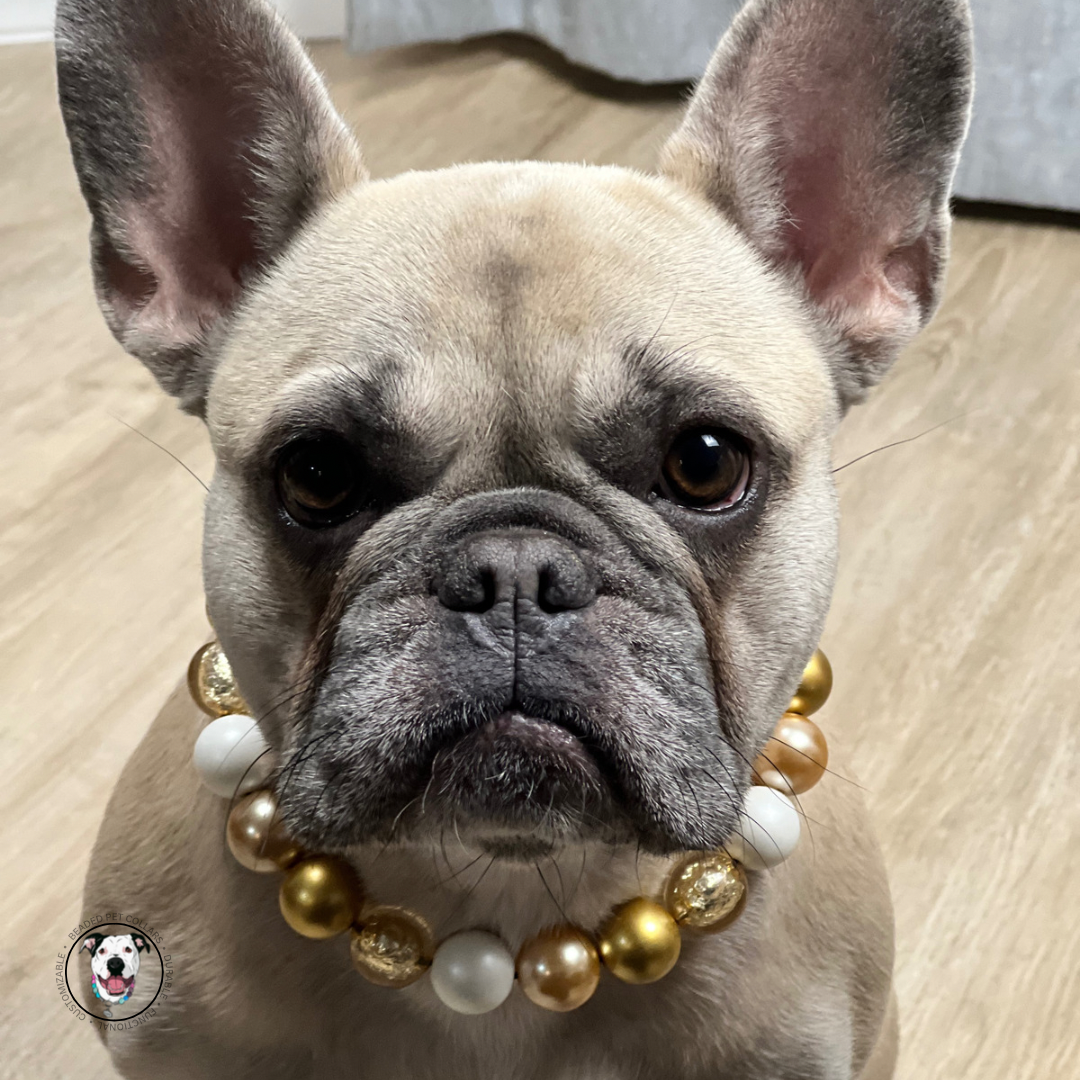 French Bulldog sitting wearing The Layla Beaded Pet Collar - Made with alternating Gold and White acrylic beads fed through aircraft grade stainless steel wire crimped on both ends around a gun metal black o ring.