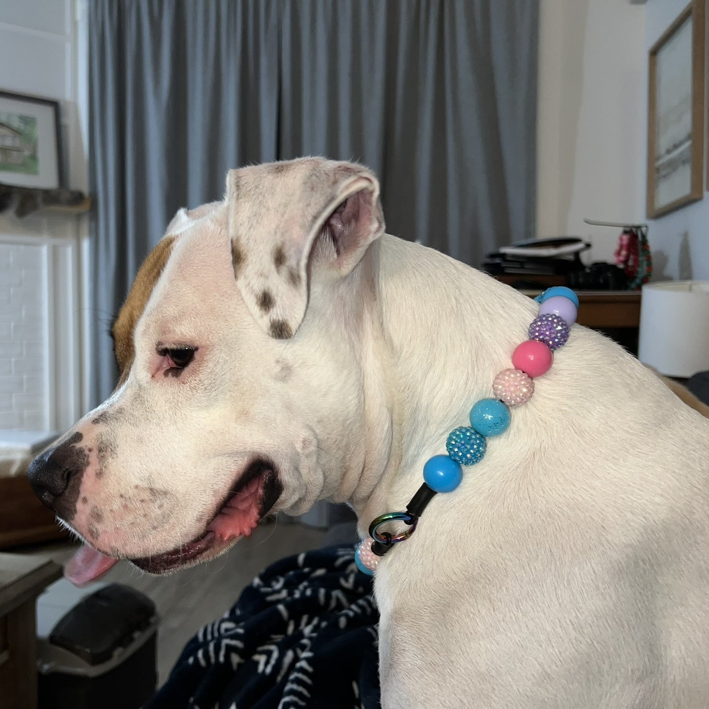 White dog wearing the Lennon handcrafted beaded slip on dog collar - made with alternating acrylic beads in purple, pink and blue
