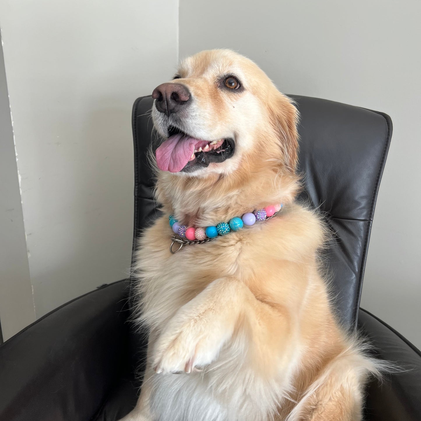 Dog lying on a black leather chair with a colorful collar