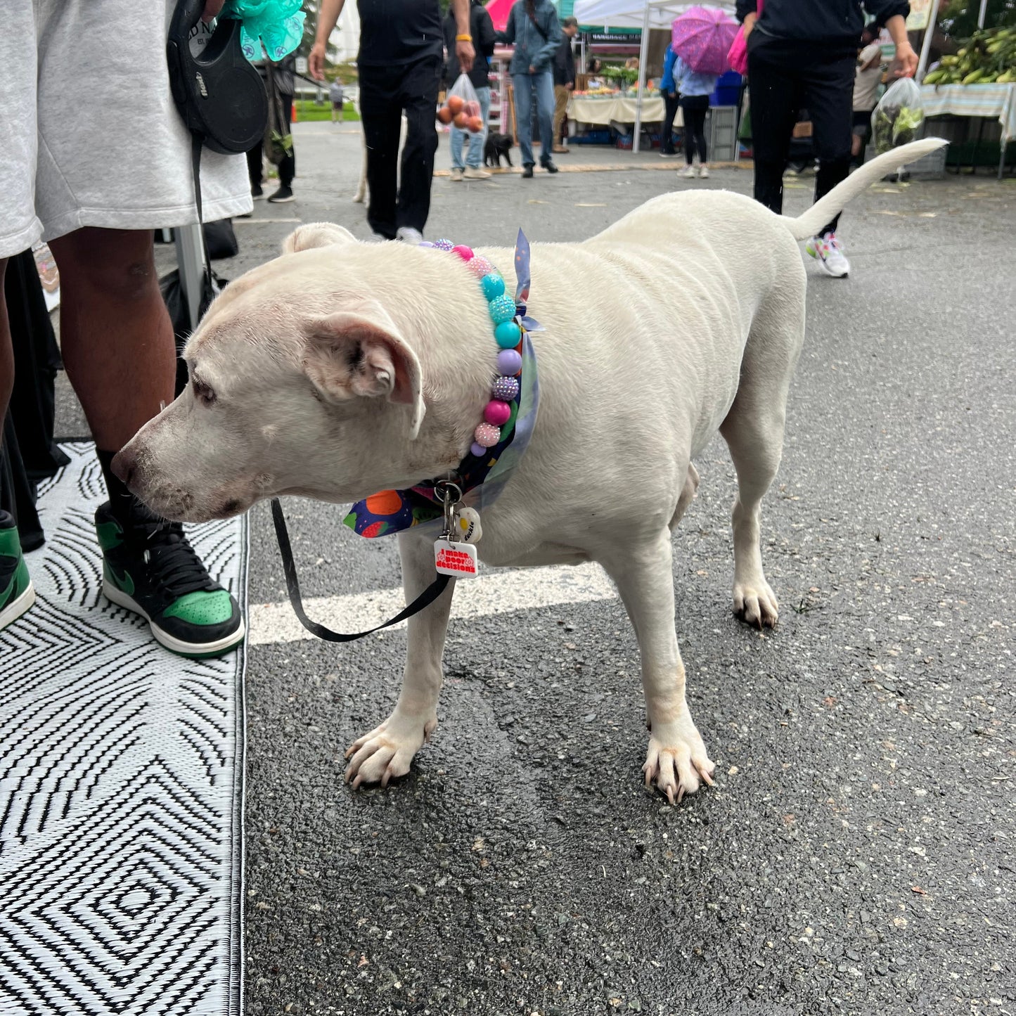 White dog on a leash standing on a street with people and a building in the background