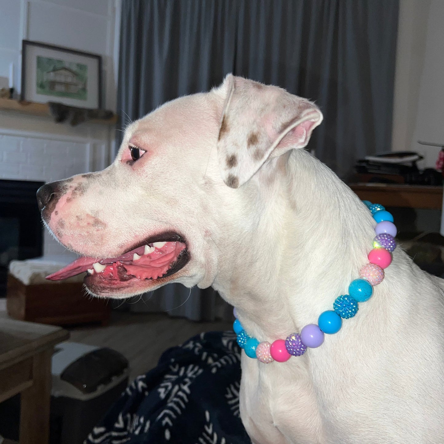 White dog wearing the Lennon handcrafted beaded slip on dog collar - made with alternating acrylic beads in purple, pink and blue