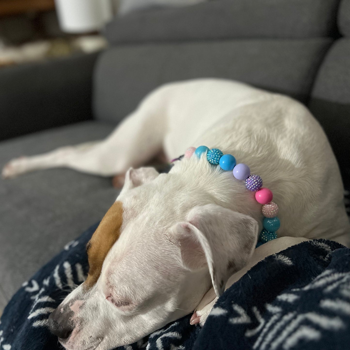 White dog wearing the Lennon handcrafted beaded slip on dog collar - made with alternating acrylic beads in purple, pink and blue