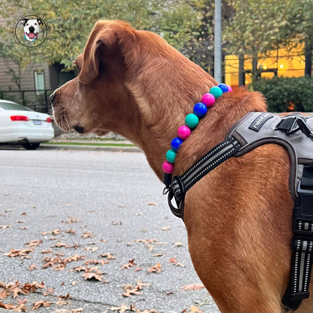 Dog standing and wearing The Lilium Acrylic Beaded Pet Collar - Slip on Collar - Alternating Colours Blue, Pink and Green