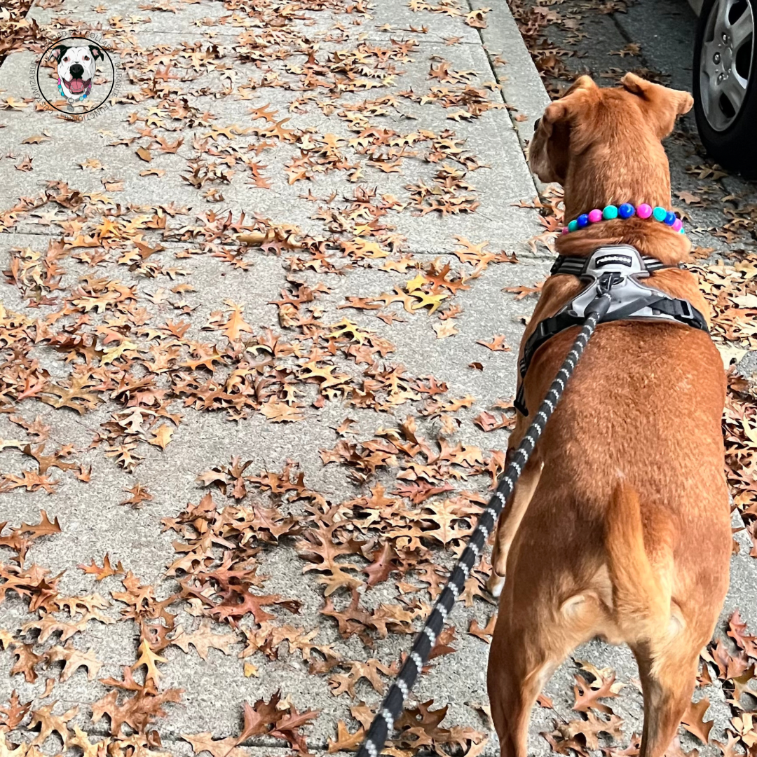 Dog walking in the fall wearing The Lilium Acrylic Beaded Pet Collar - Slip on Collar - Alternating Colours Blue, Pink and Green