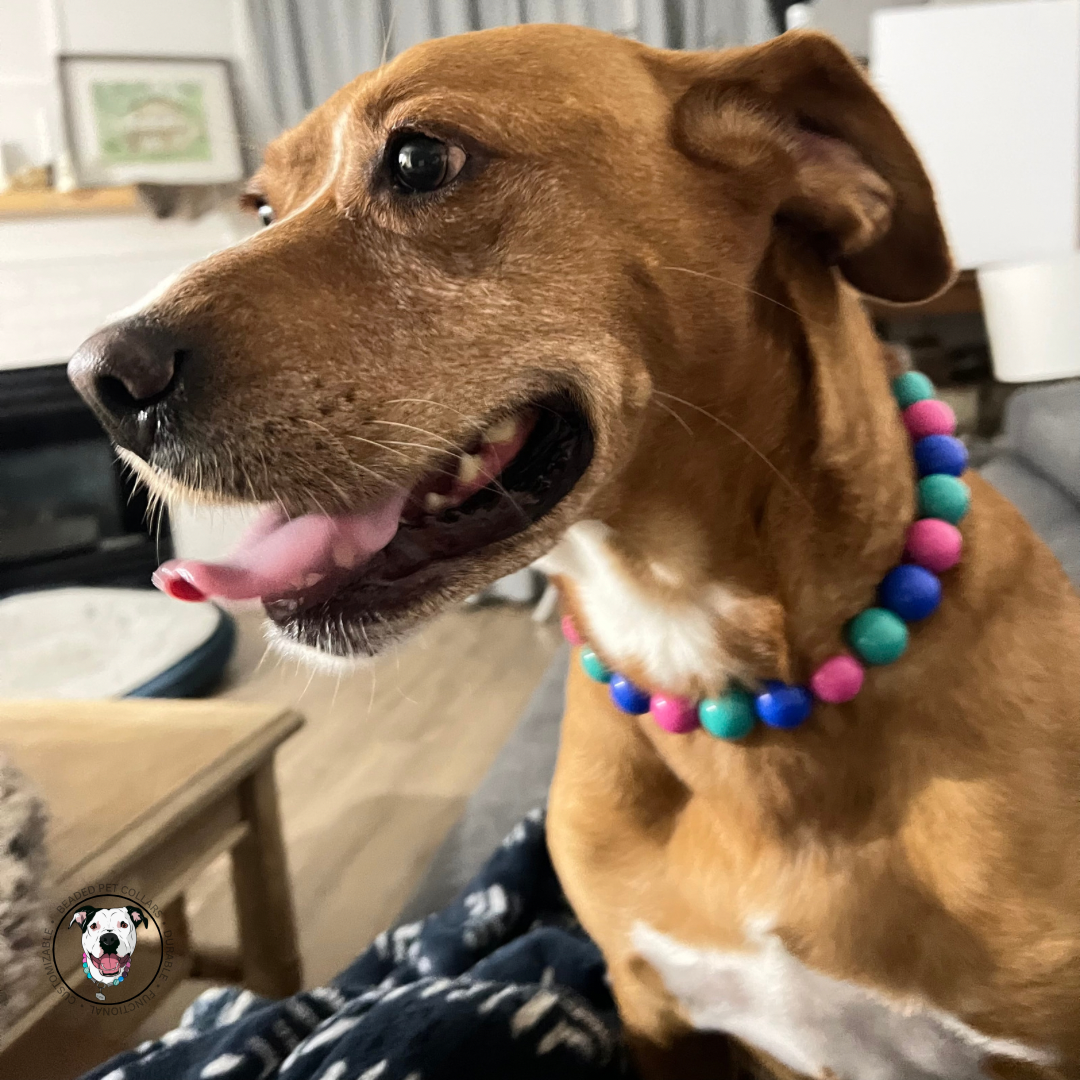 Dog wearing the Lilium Acrylic Beaded Pet Collar - Slip on Collar - Alternating Colours Blue, Pink and Green