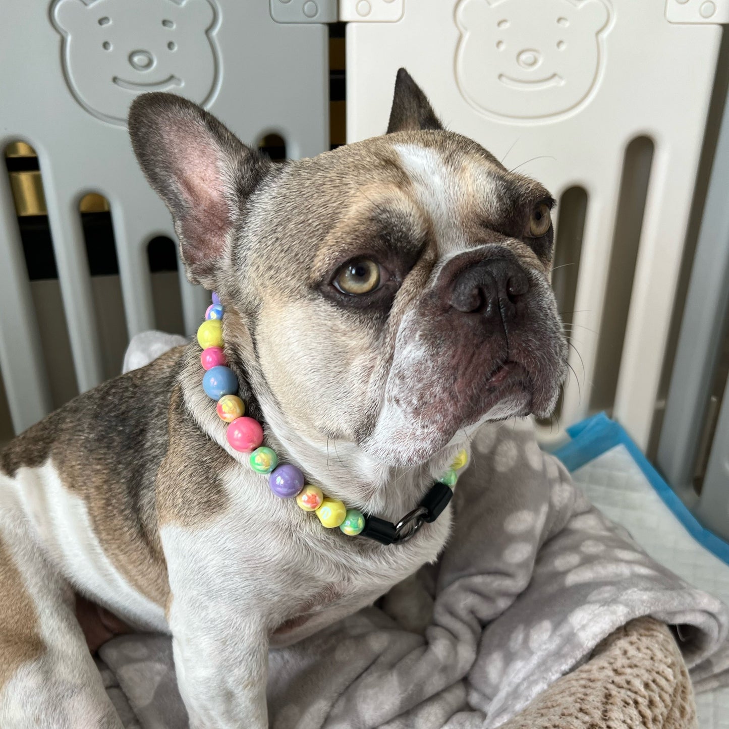 Frenchie - The Love Bug - Valentines Collection - slip on Beaded dog Collar - Made with alternating blue, red, pink, yellow, purple and green acrylic beads - aircraft stainless steel and a o ring - Durable - handmade - customizable - comfortable