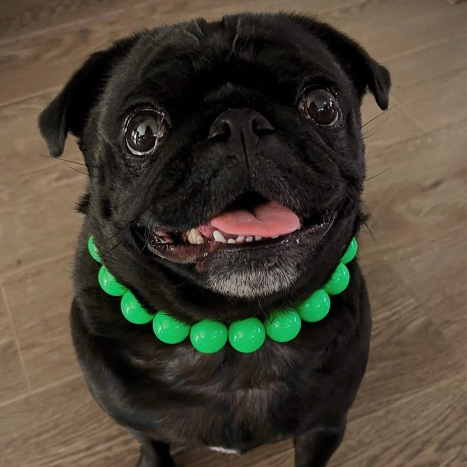 Black pug wearing a green beaded collar on a wooden floor
