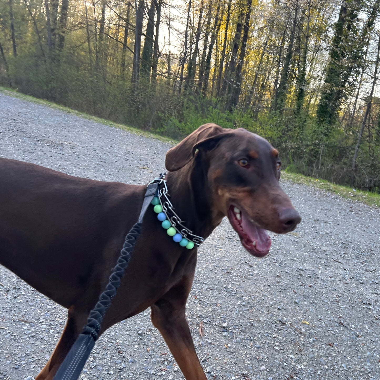 Doberman - The Luna - Collection - slip on Beaded dog Collar - Made with alternating blue and green acrylic beads - aircraft stainless steel and a o ring - Durable - handmade - customizable - comfortable