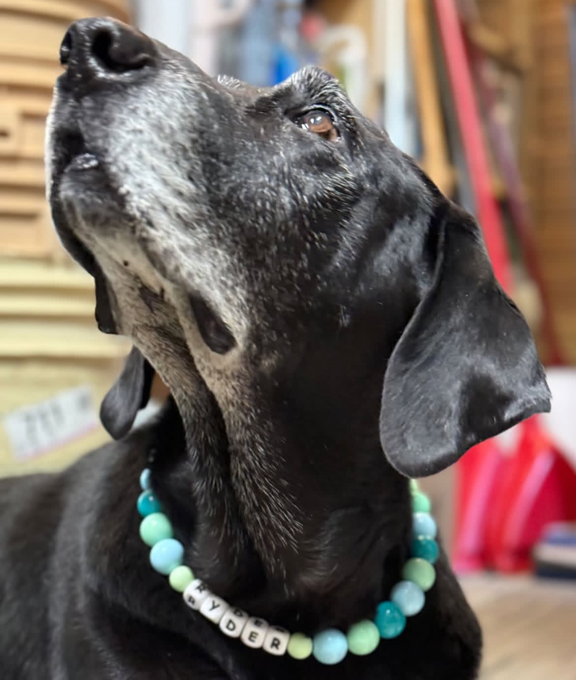 Black dog wearing a turquoise beaded collar with a text overlay on a blurred background