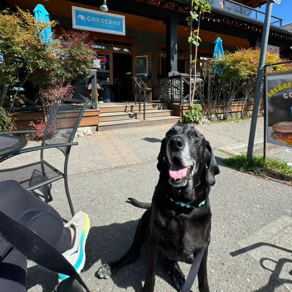 Black dog on a leash in front of a building with 'Crescent' sign