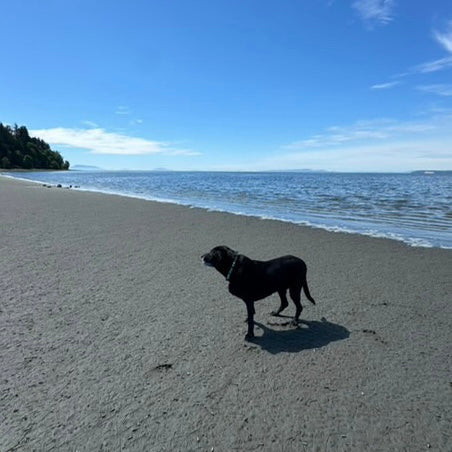 Dog standing on a sandy beach with ocean and sky in the background
